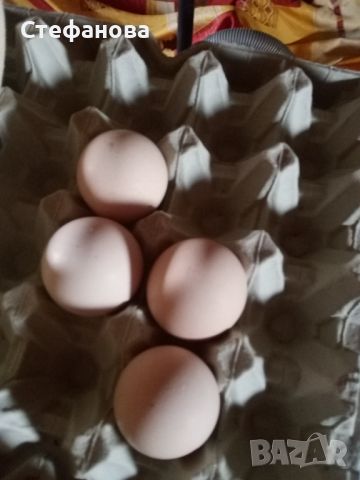 Яйца от индийски паун, снимка 1