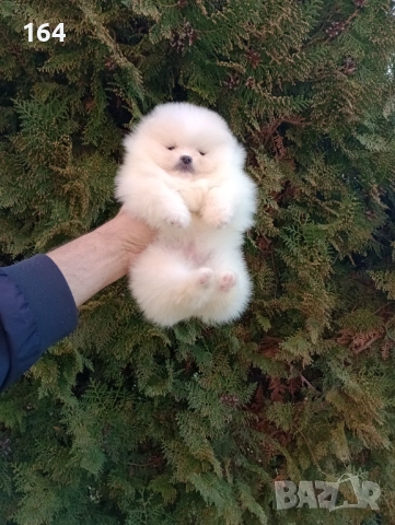 Бели Померани. Реални снимки !!!, снимка 12 - Померан - 53793098