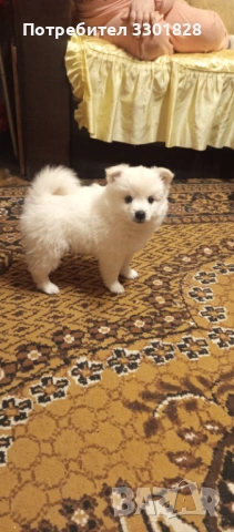 Мини шпиц, снимка 4 - Шпиц - 53127974