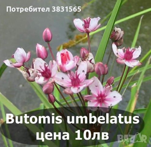 Водни лилии и водни растемия, снимка 7 - Градински цветя и растения - 45775201