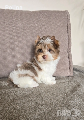 Шокобери момче, снимка 3 - Йоркширски териер - 53034544