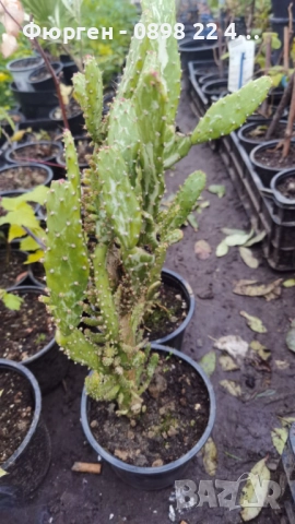 Опунция – Opuntia monacantha ‘Monstruosa’, снимка 5 - Разсади - 52922648
