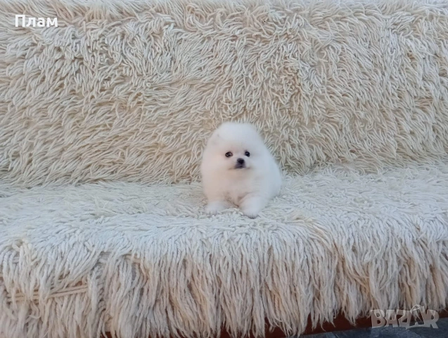 Мъжки и женски Померани., снимка 16 - Померан - 54118740