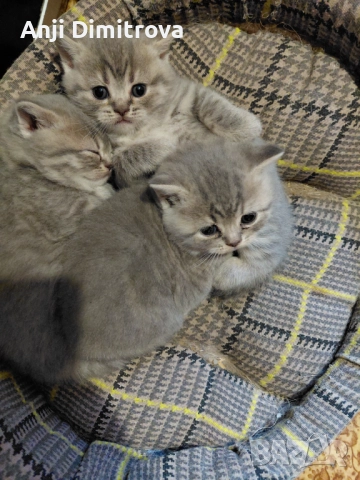 Британска късокосместа., снимка 9 - Британска късокосместа - 52314419