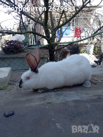 Кръстоска цика с калифорнийски 