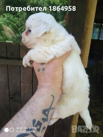 СУПЕР МИНИ МАЛТИЙСКА БОЛОНКА Доставка, снимка 3 - Болонка - 52091591