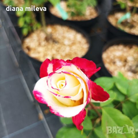 Роза сорт Double Delight,  Дабъл Дилайт, Двойно удоволствие, снимка 1 - Градински цветя и растения - 45830039