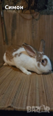 Зайци , снимка 2 - Други - 53237510