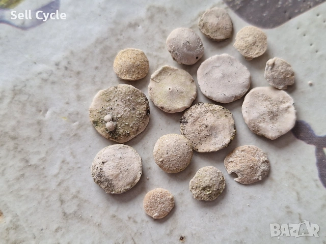 ✅ФОСИЛИ - НУМУЛИТИ ❗, снимка 2 - Колекции - 53431685