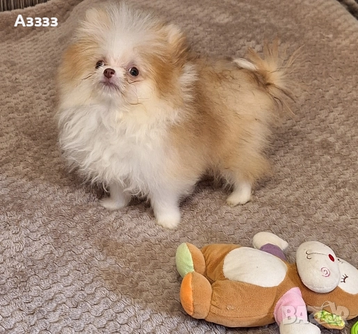 Померан мини