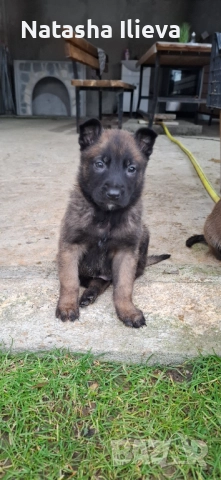  Белгийска овчарка малиноа , снимка 6 - Белгийска овчарка - 52859706