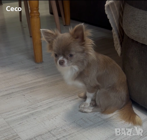 Чихуахуа lilac , снимка 3 - Чихуахуа - 53479235