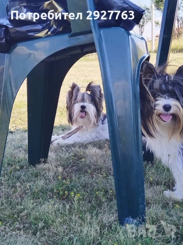 Бивер йоркширски териер, снимка 13 - Йоркширски териер - 54076207