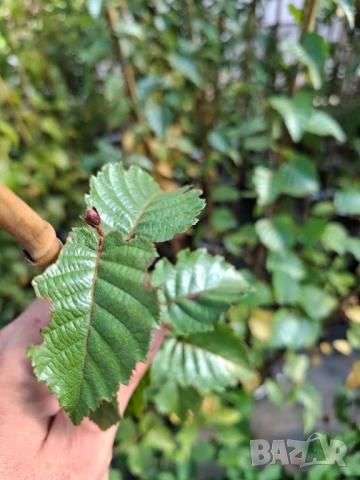 Хималайска бреза , снимка 3 - Градински цветя и растения - 51862859