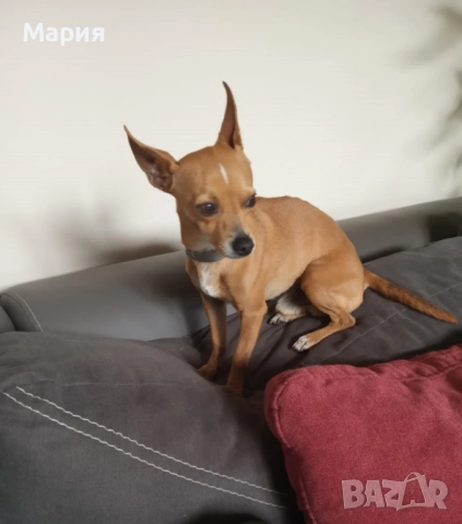 Мъжки мини пинчер , снимка 2 - Търси партньор - 42258379