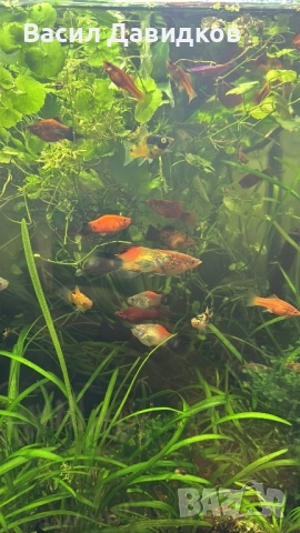 Плата , Молинезия , Гупи , Хелери 