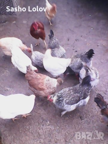 Пиленца за носачки. Еднодневни пилета., снимка 2 - Кокошки и пуйки - 45080946