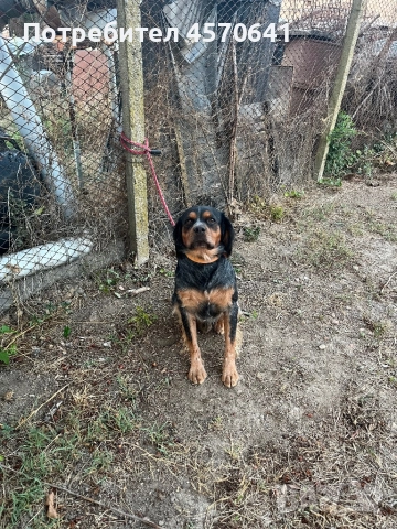 Подарявам малки кученца Епаньол Бретон , снимка 2 - Други - 51468131