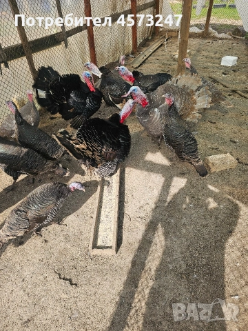 мъжки и женски пуики, снимка 2 - Кокошки и пуйки - 53754359