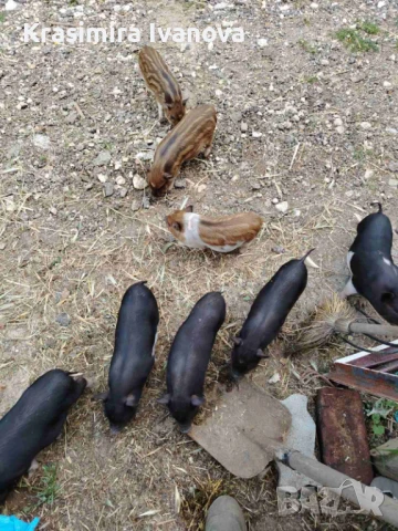 Продавам , снимка 4 - Прасета - 50319107