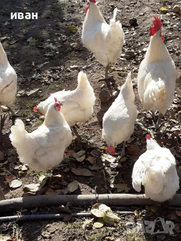 7 кокошки +2 петела синьо ,черно и бяло брезе на година и полувина, снимка 2 - други­ - 54138332