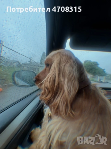 Кокер шпаньол момченце ваксина , снимка 7 - Кокер шпаньол - 54098870