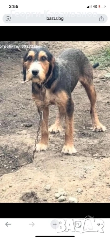 Женско гонче барак, снимка 2 - Гонче - 54244028