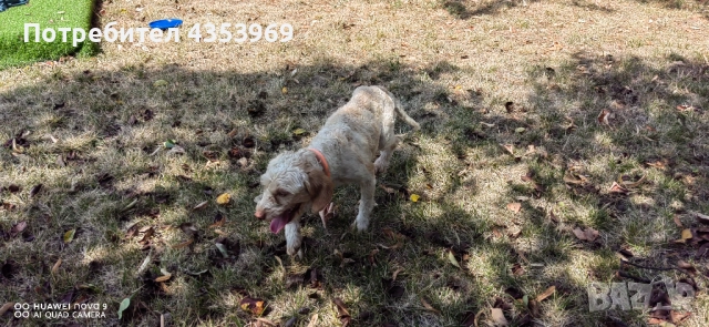 Куче за Трюфели. , снимка 4 - Други - 51440985