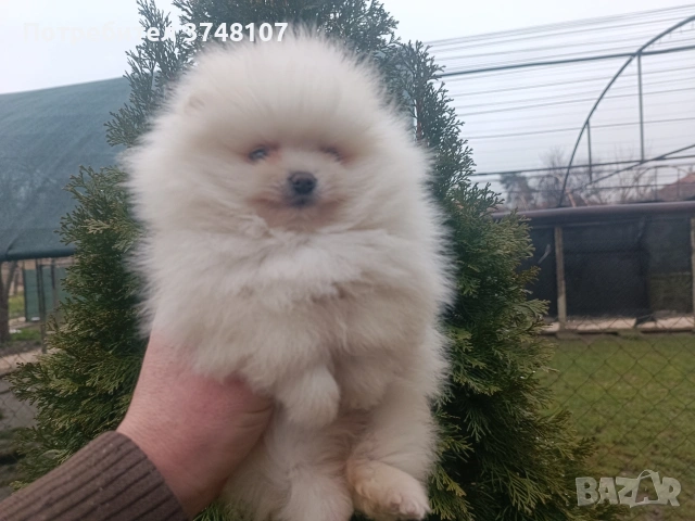 Померан/Померани, снимка 15 - Померан - 52920016