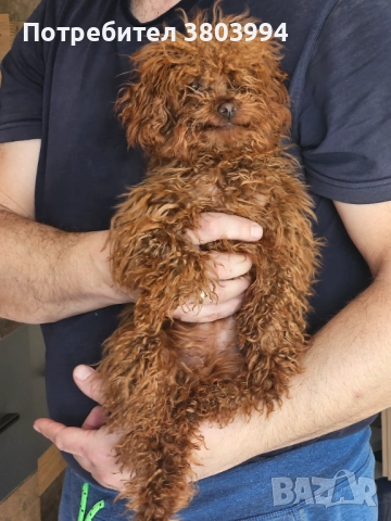 Червен тйи къп / той пудел момиченце на 6 месеца. 