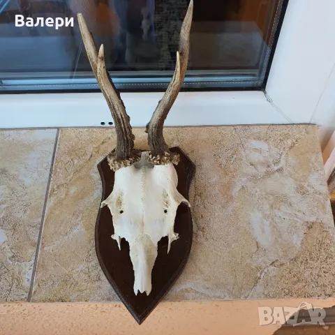 Сръндак Документиран