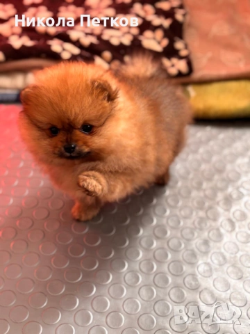 Померан мини , снимка 2 - Померан - 53176228