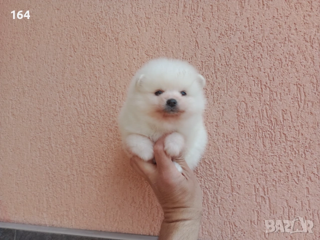 Бели Померани. Различни възрасти!, снимка 8 - Померан - 54135325