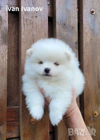 Померан-мини шпиц!!!, снимка 2 - Померан - 53060416