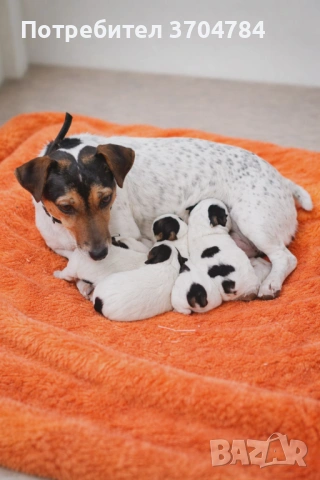 Продавам джак ръселчета , снимка 3 - Джак ръсел териер - 53926249