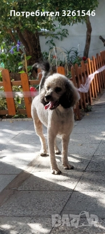Продавам Мъжки пудел