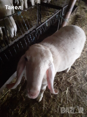 Овцеферма продава агнета и овце , снимка 3 - Овце - 54004044