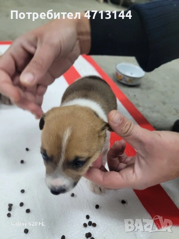 Джак Ръсел , снимка 3 - Джак ръсел териер - 53147122