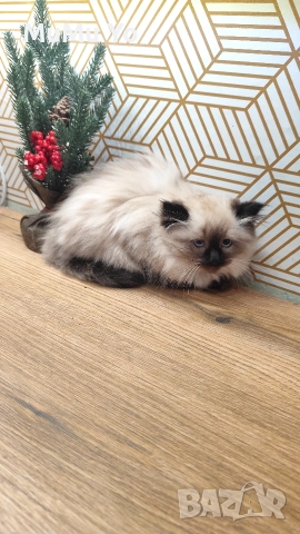 Коте Регдол / Ragdoll , снимка 4 - Други - 51149527