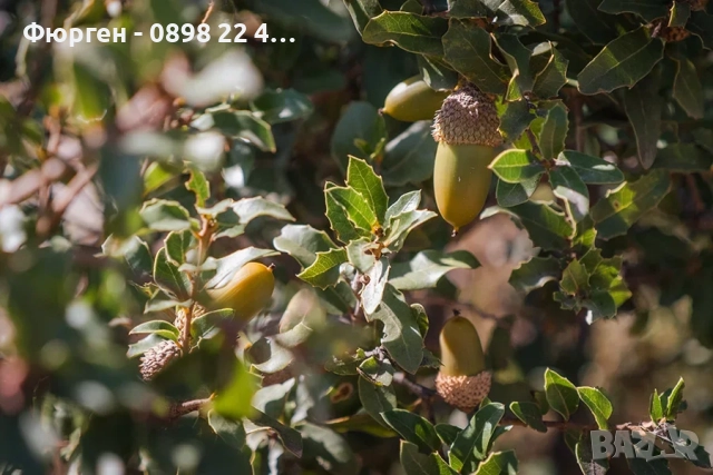 Дъб Пърнар – Вечнозелен СЕМЕНА (жълъди) Цена за 1 семе 40ст (0.20 €), снимка 4 - Разсади - 52897572