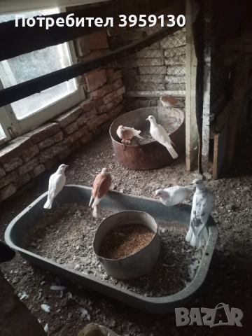 Смеещи се гугутки Ямбол 