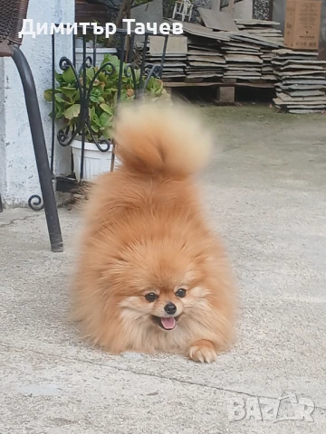 Мъжки померан, снимка 1