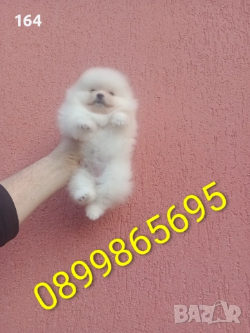 Женски Померан.  Реални снимки от 08.02.26 г. , снимка 2 - Померан - 53315564