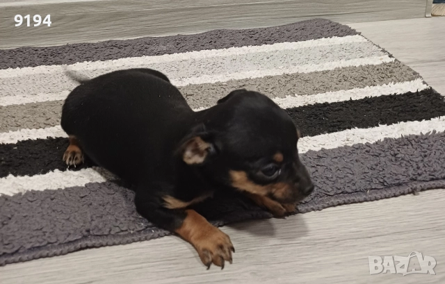 пинчер момче , снимка 3 - Пинчер - 52938955