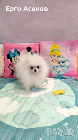 Мини померан на три месеца, снимка 6 - Померан - 53697310