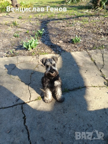 Цверг шнауцер, цвергшнауцер мини шнауцер, снимка 5 - Други - 53054533