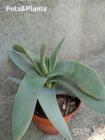 сукуленти/succulents, снимка 6 - Градински цветя и растения - 46492259