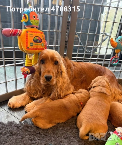 Кокер шпаньол  английски момче, снимка 3 - Кокер шпаньол - 53679523