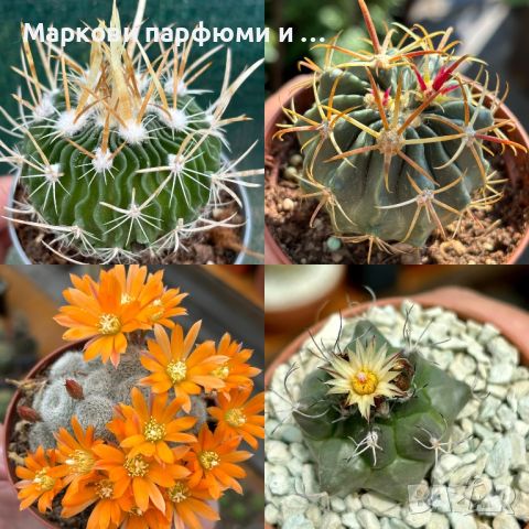 Продавам екзотични кактуси, колекционерски, редки видове - Echinocereus Nicholii, El Capitan и други, снимка 6 - Градински цветя и растения - 46569146