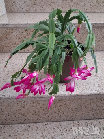 Стайни цветя - Коледничета, снимка 4 - Стайни растения - 52315263